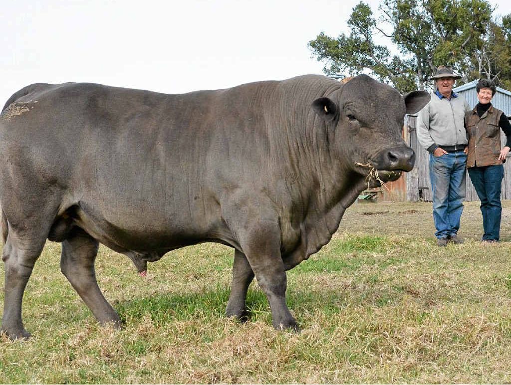 THE STUD: Hefty Senegray bull Boomerang Park Angus Lane is a significant part of Ian and Ann Coy’s commercial beef operation. THE STUD: Hefty Senegray bull Boomerang Park Angus Lane is a significant part of Ian and Ann Coy’s commercial beef operation.